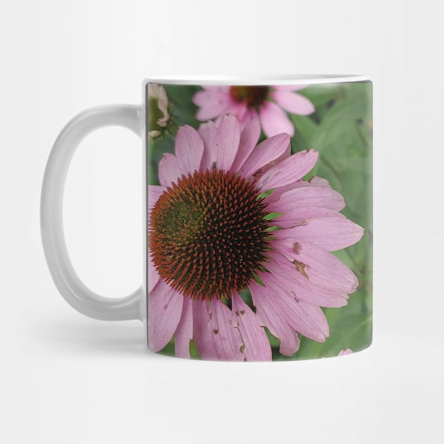 Echinacea by Drgnfly4free